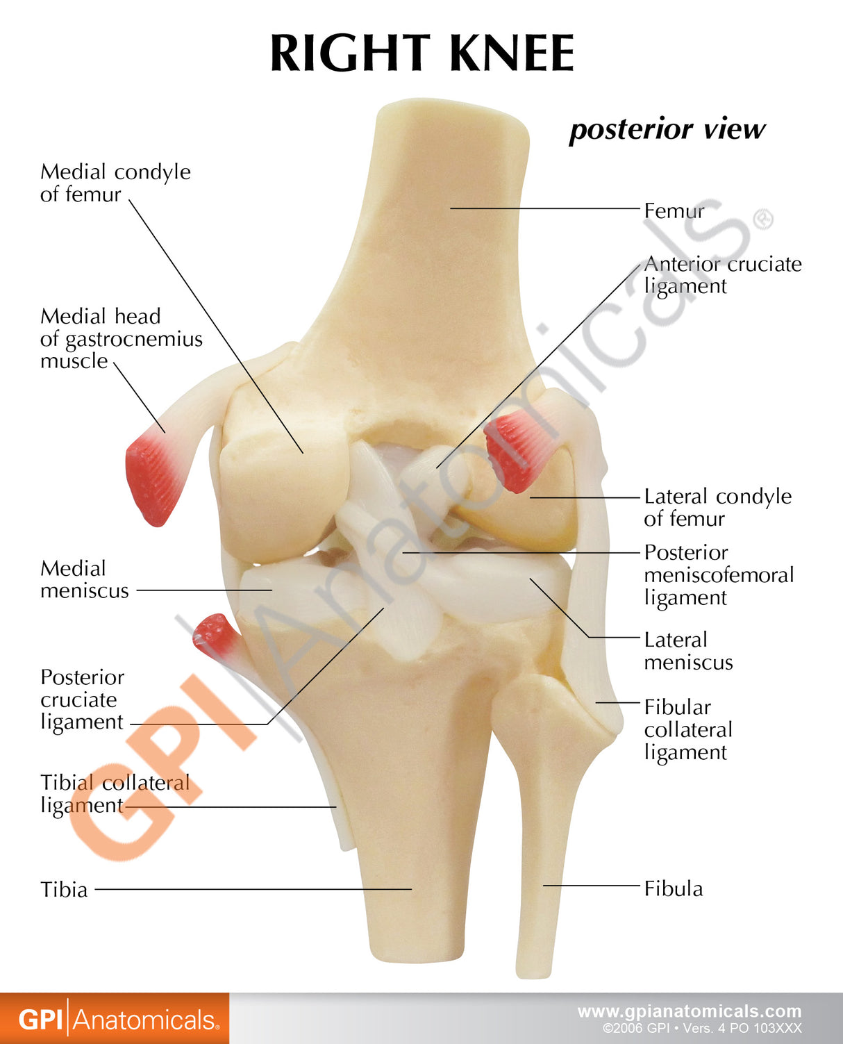 Basic Knee Education Card