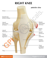 Basic Knee Education Card