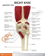 Muscled Knee Education Card