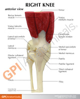 Muscled Knee Education Card