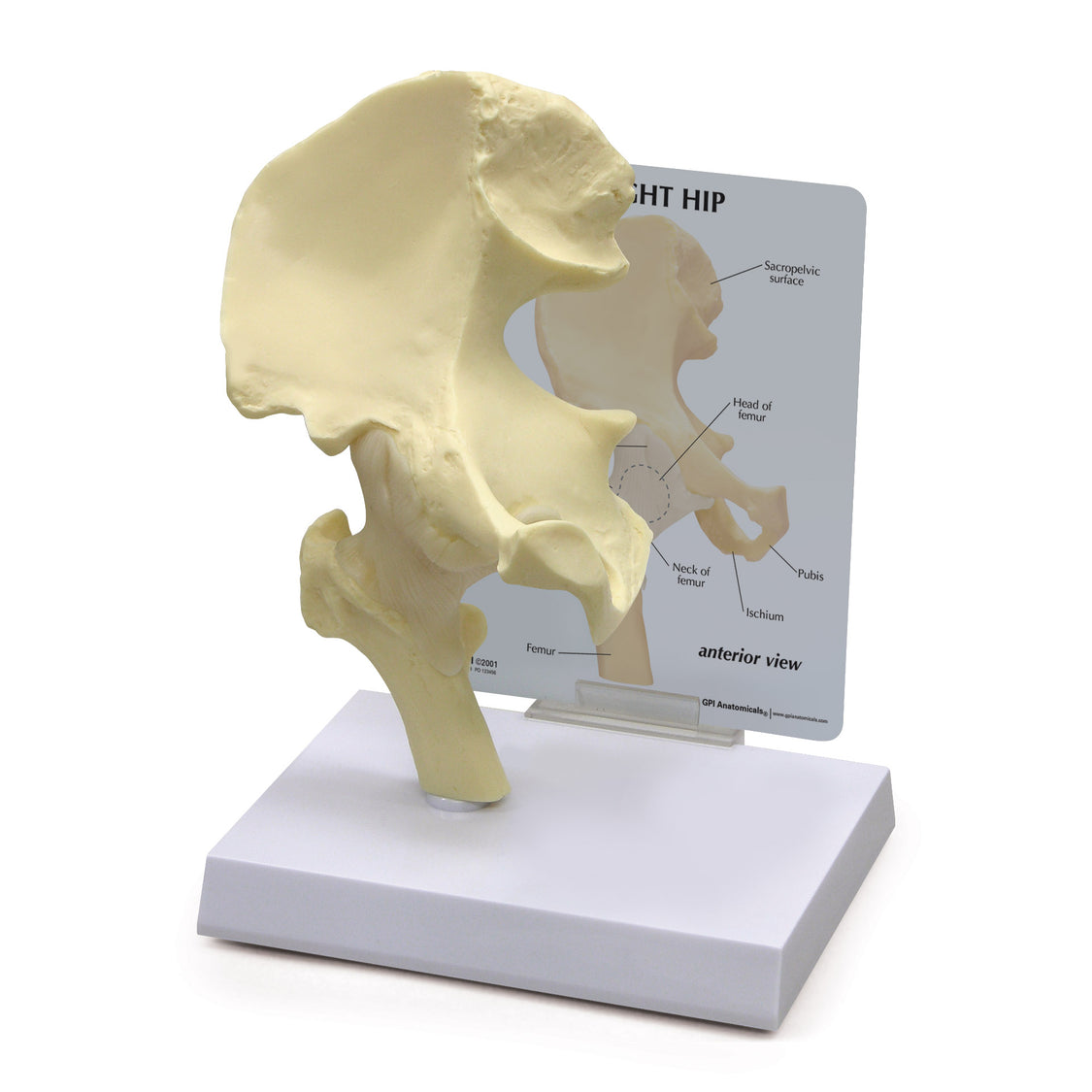 Hip Joint Model – GPI 3D Anatomy