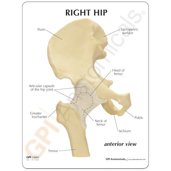 Hip Joint Model