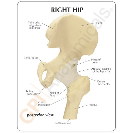 Basic Hip Education Card