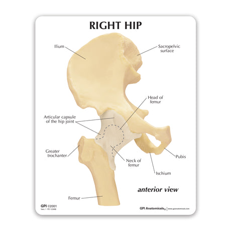 Basic Hip Education Card