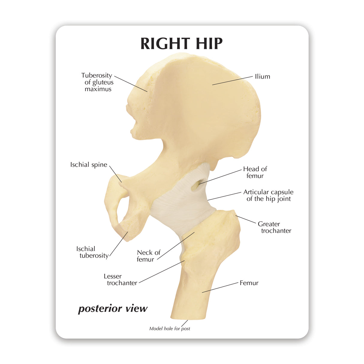 Hip Joint Model