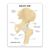 Hip Joint Model