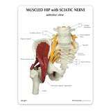 Muscled Hip with Sciatic Nerve Education Card