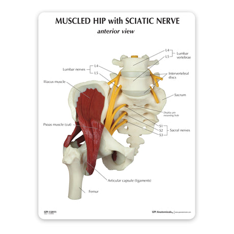 Muscled Hip Model with Sciatic Nerve