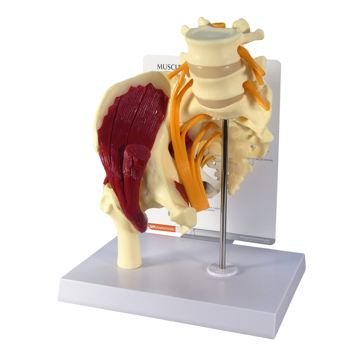 Muscled Hip Model with Sciatic Nerve