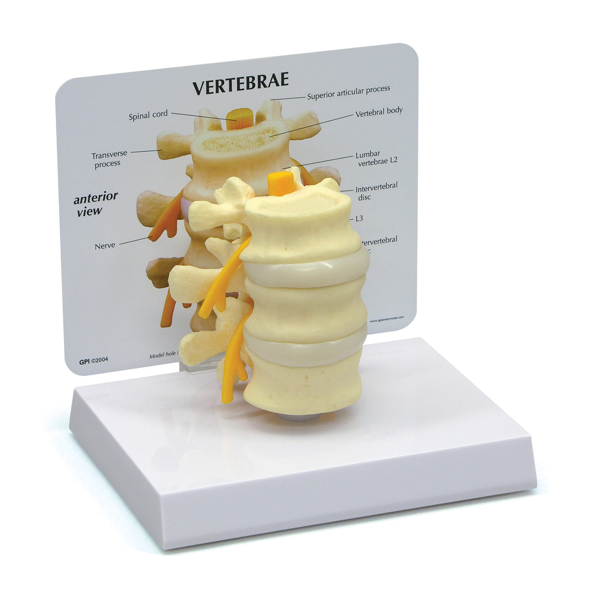 Basic Vertebrae Model with L2, L3, and L4