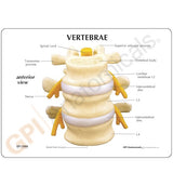 3-Piece Vertebrae Education Card