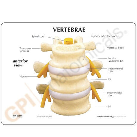 Basic Vertebrae Model with L2, L3, and L4