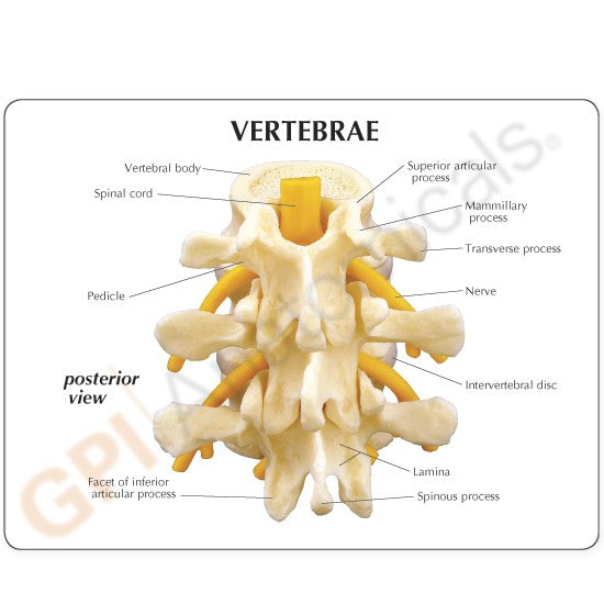 3-Piece Vertebrae Education Card