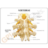 Basic Vertebrae Model with L2, L3, and L4