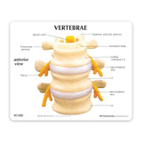 3-Piece Vertebrae Education Card