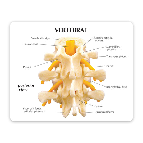 3-Piece Vertebrae Education Card