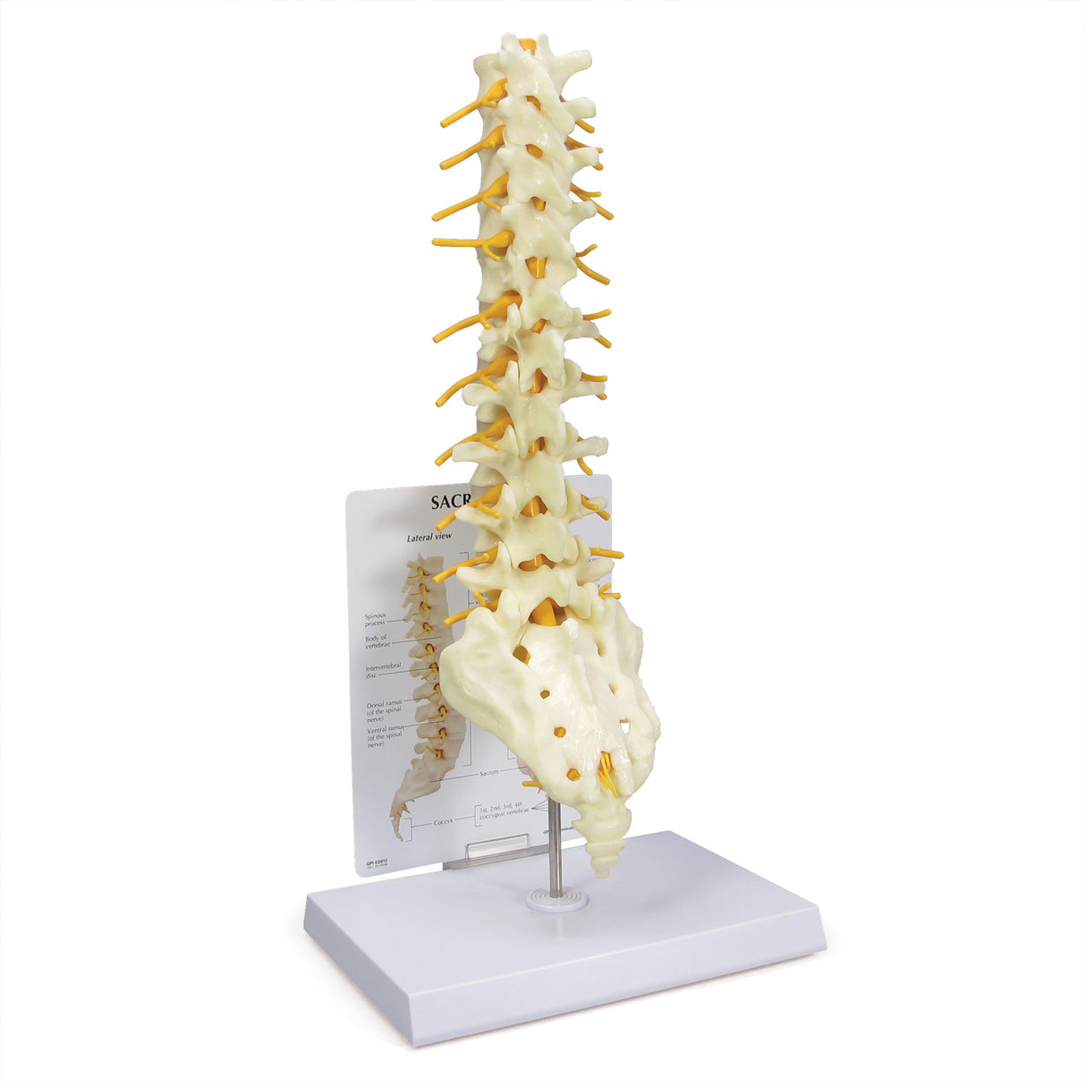 Sacrum T8 Spine Model with L-1 through L-5 and T-12 through T-8