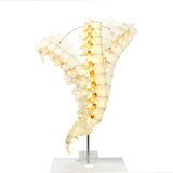 Sacrum T8 Spine Model with L-1 through L-5 and T-12 through T-8