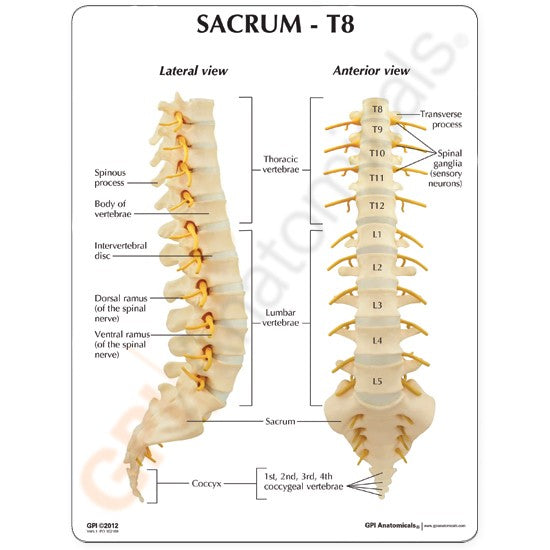 Sacrum T8 Spine Model with L-1 through L-5 and T-12 through T-8