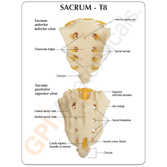 Sacrum T8 Spine Model with L-1 through L-5 and T-12 through T-8