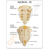 Sacrum T8 Spine Model with L-1 through L-5 and T-12 through T-8