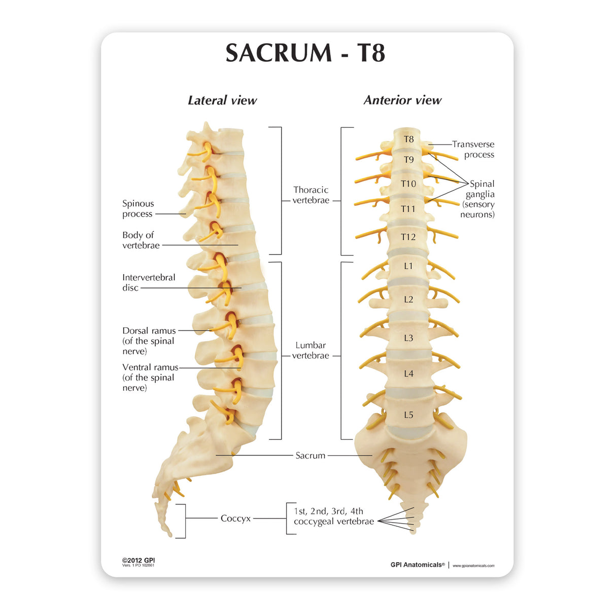 Sacrum T8 Spine Model with L-1 through L-5 and T-12 through T-8