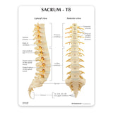 Sacrum T8 Spine Model with L-1 through L-5 and T-12 through T-8