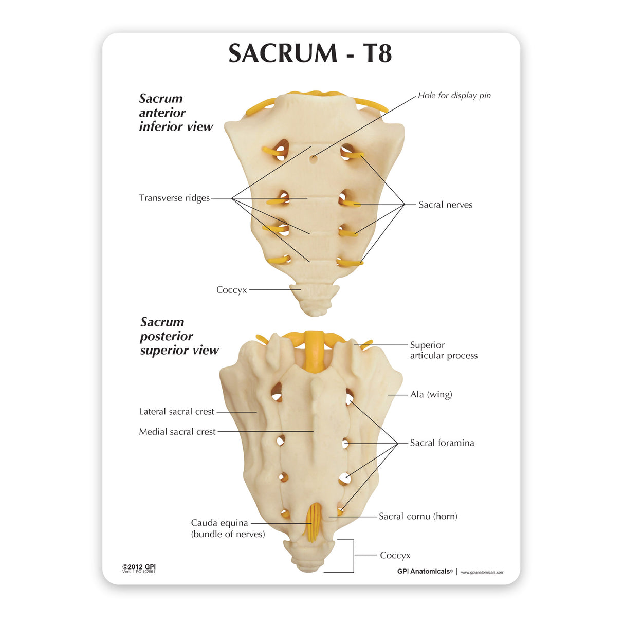 Sacrum T8 Spine Model with L-1 through L-5 and T-12 through T-8