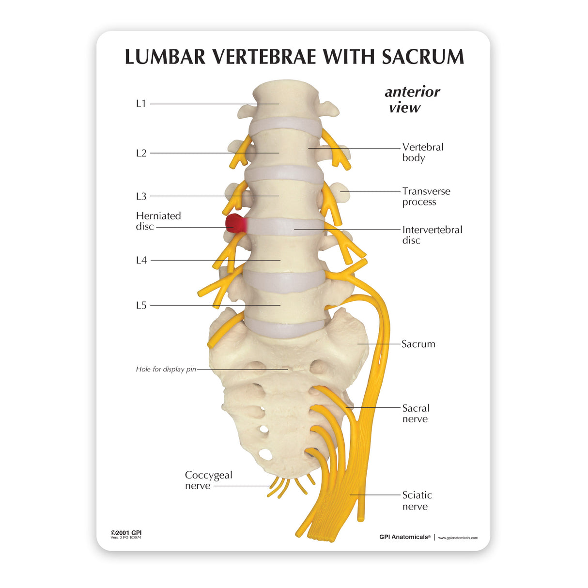 5-Piece Vertebrae Model with Sacrum