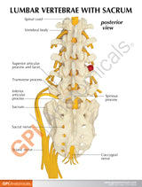 5-Piece Vertebrae Education Card