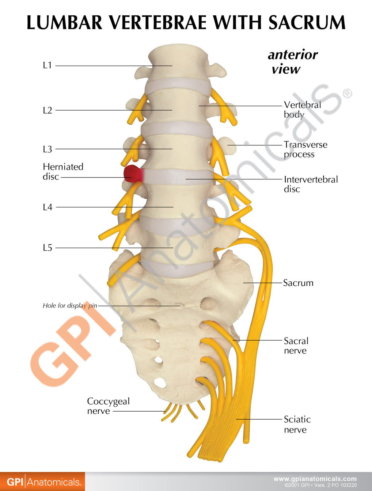 5-Piece Vertebrae Education Card