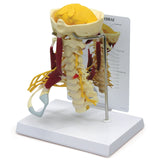 Deluxe Muscled Cervical Vertebrae Model