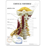 Deluxe Muscled Cervical Vertebrae Education Card