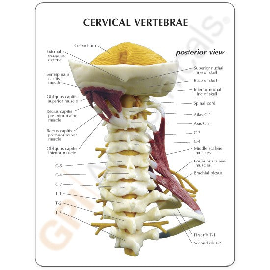 Deluxe Muscled Cervical Vertebrae Education Card