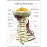 Deluxe Muscled Cervical Vertebrae Education Card