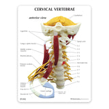 Deluxe Muscled Cervical Vertebrae Education Card