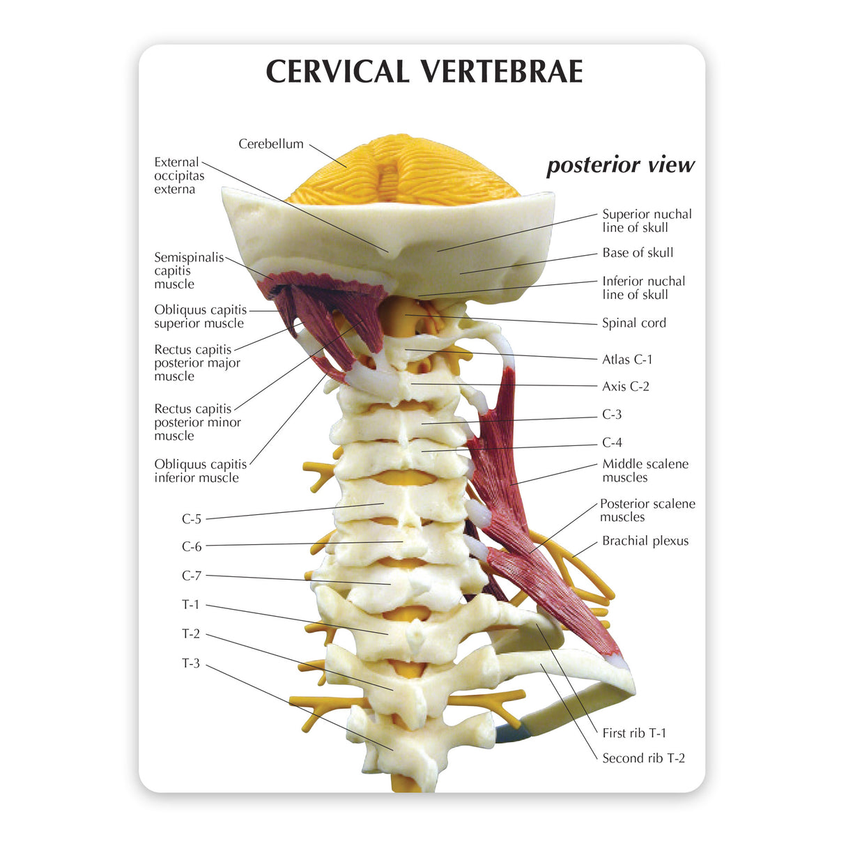 Deluxe Muscled Cervical Vertebrae Education Card