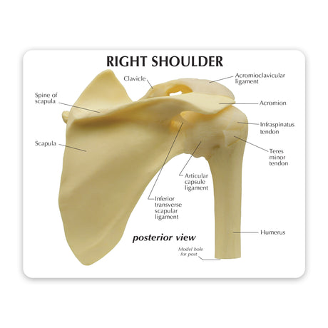 Basic Shoulder Education Card