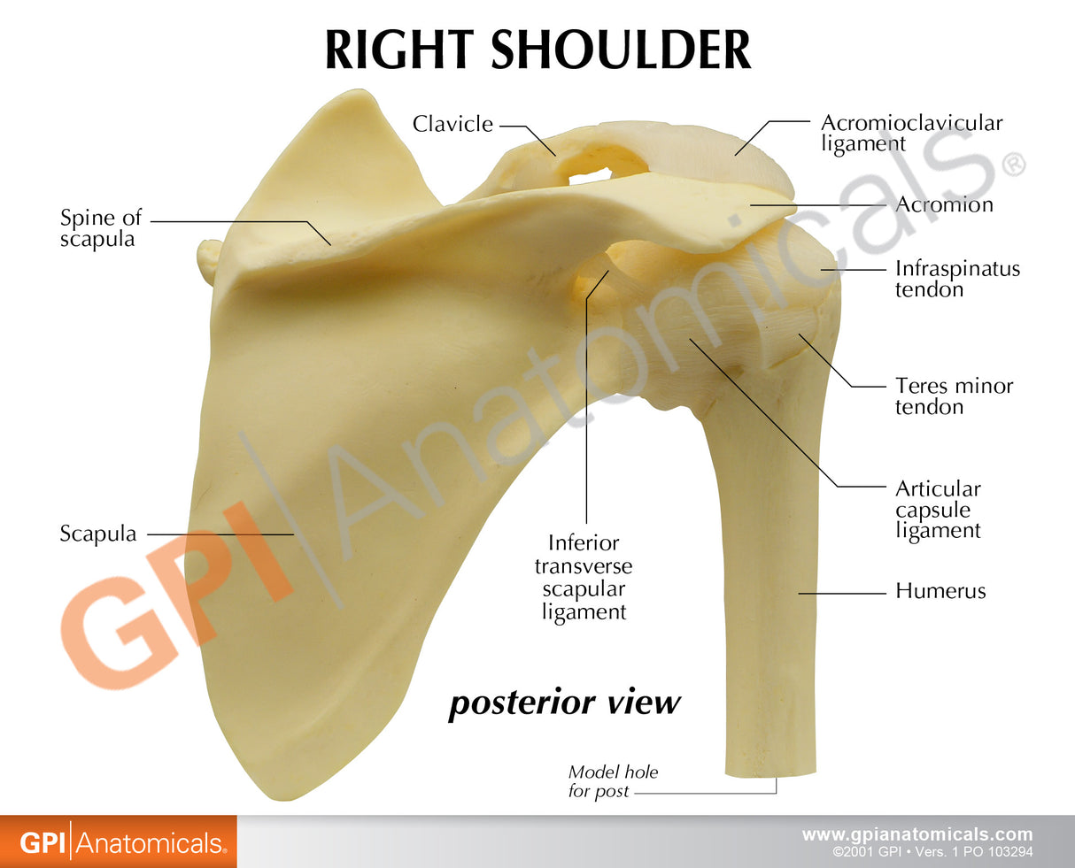 Basic Shoulder Education Card