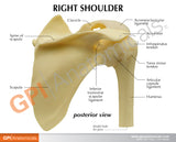 Basic Shoulder Education Card