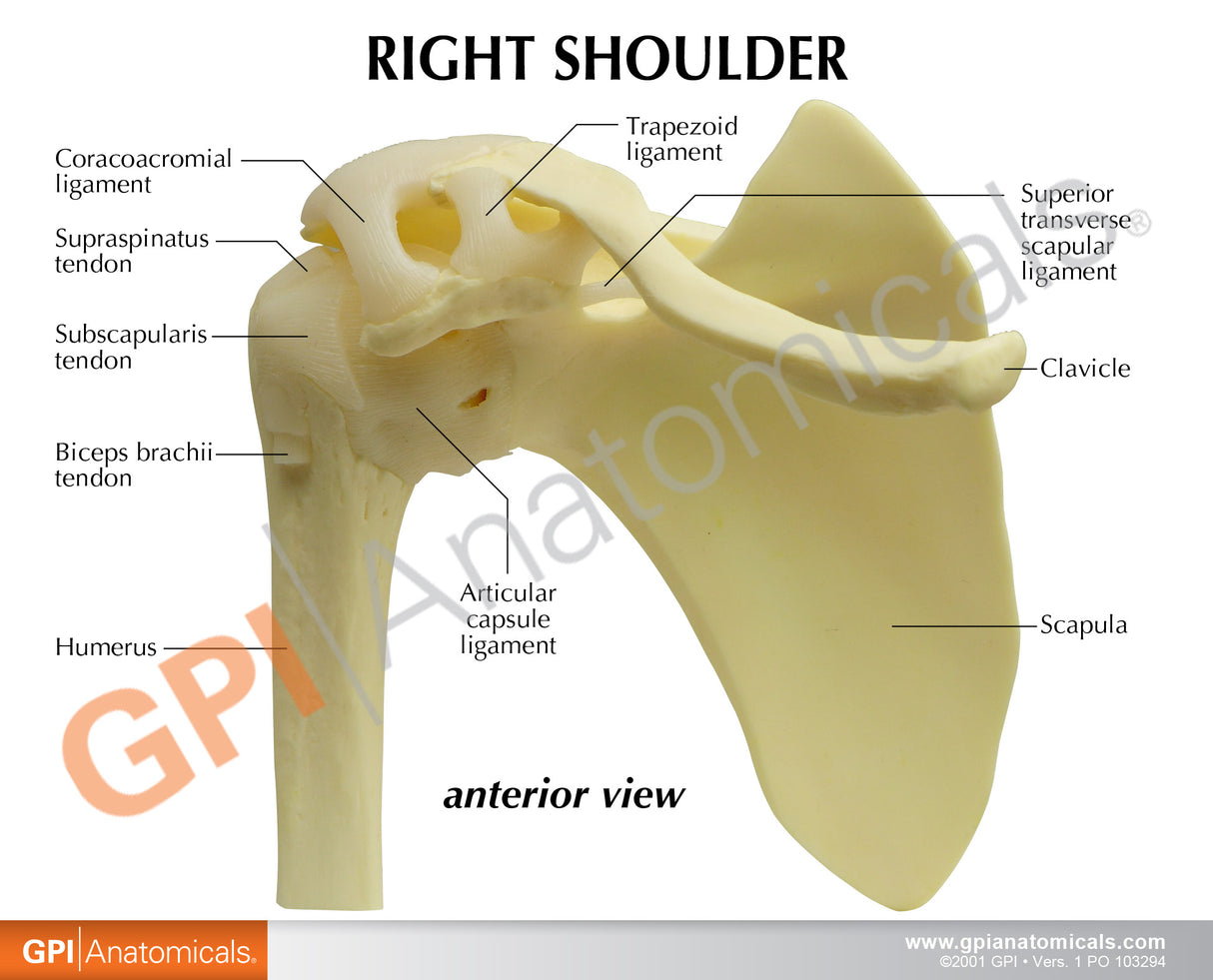 Basic Shoulder Education Card