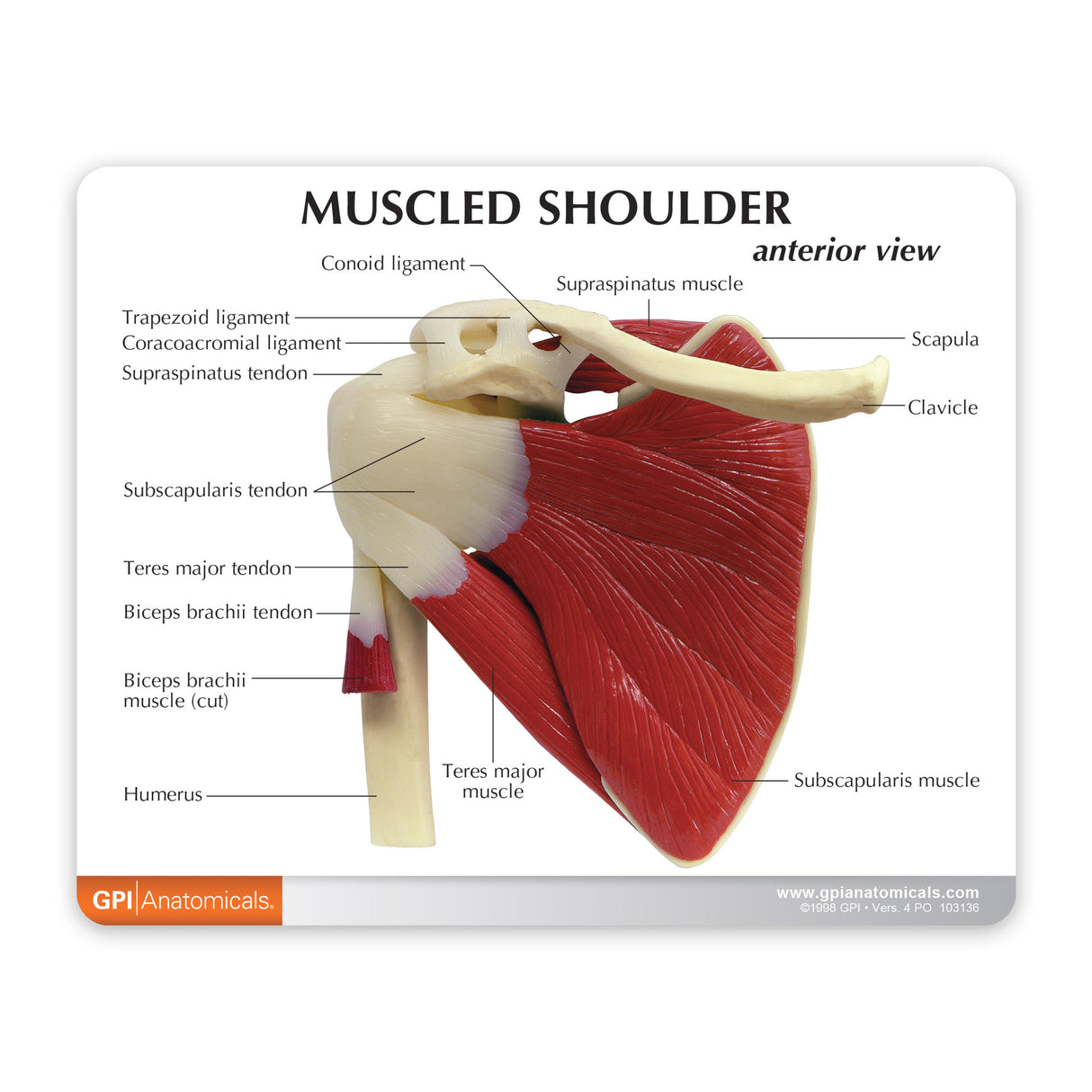 Muscled Shoulder Model