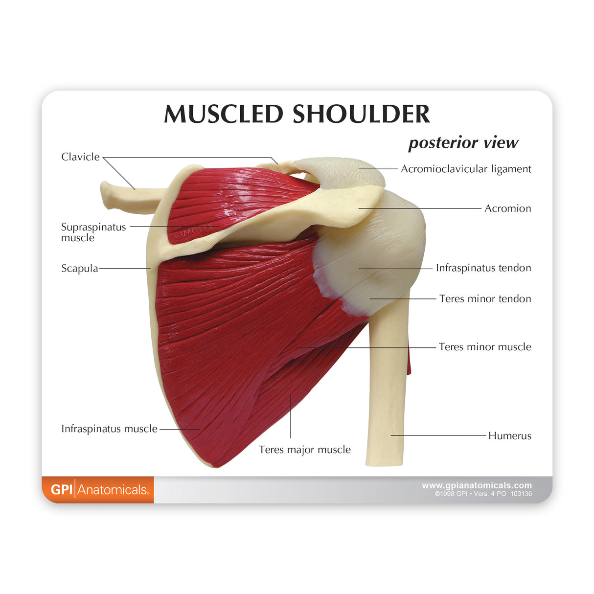 Muscled Shoulder Education Card