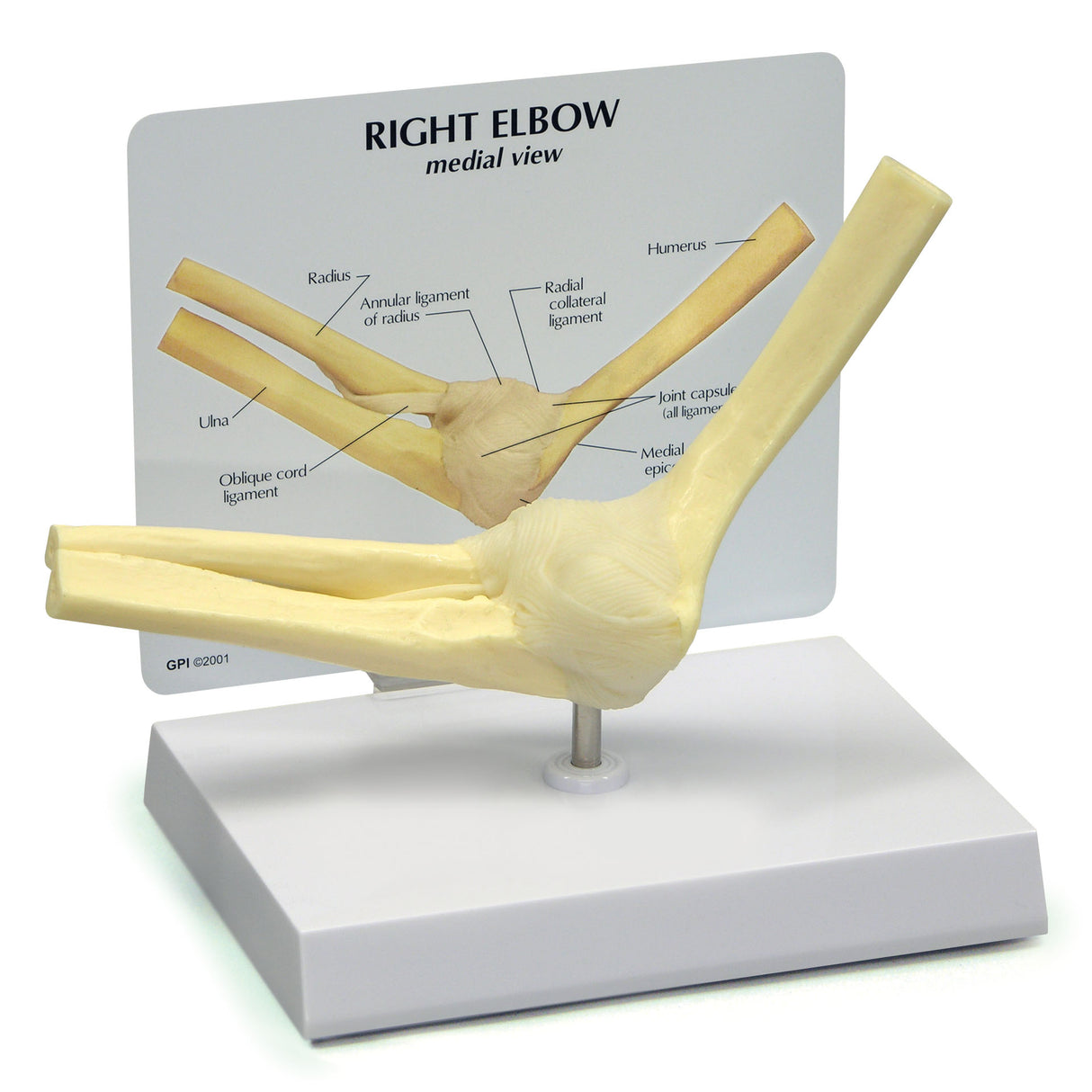 Elbow Joint Model