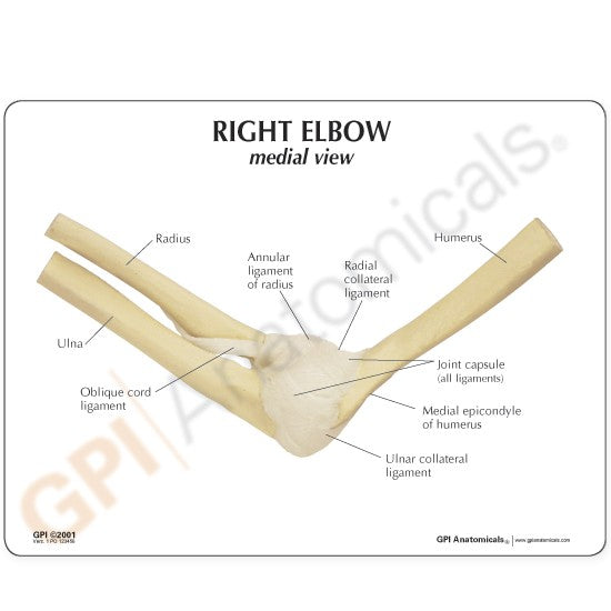 Elbow Joint Education Card