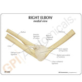 Elbow Joint Education Card