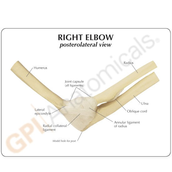 Elbow Joint Education Card