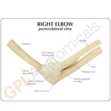 Elbow Joint Model