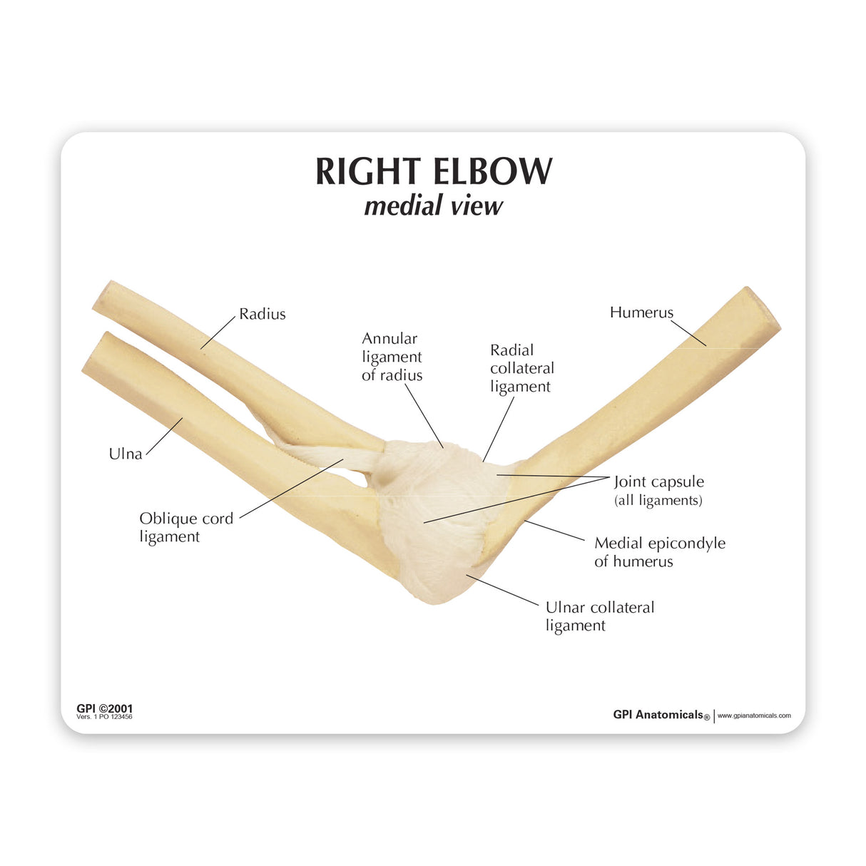 Elbow Joint Education Card