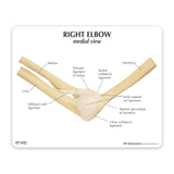 Elbow Joint Model